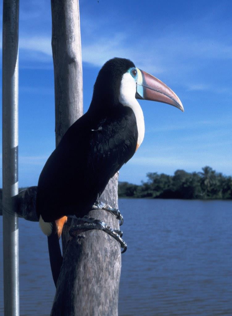 Venezuela - Orinoco Delta Lodge - 1999
